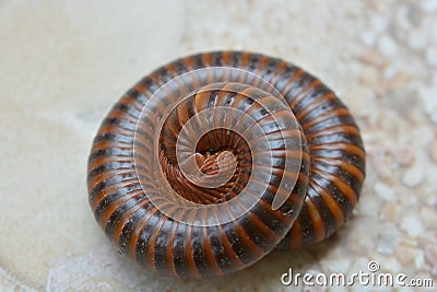 Millipedes are a group of arthropods Stock Photo