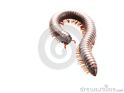 Millipedes, insect with long body and many legs look like centipedes, worm, or train Stock Photo