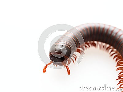 Millipedes, insect with long body and many legs look like centipedes, worm, or train Stock Photo