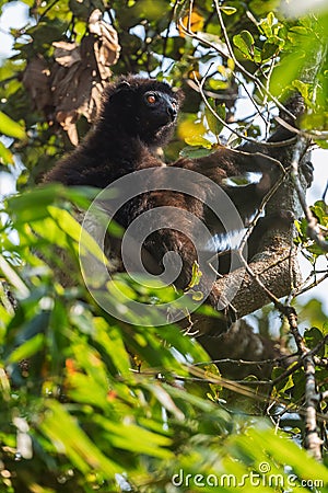 Milne-Edwards`s Sifaka - Propithecus edwardsi Stock Photo