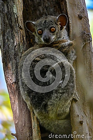 Milne edwards sportive lemur - Lepilemur edwardsi, Madagascar nature Stock Photo