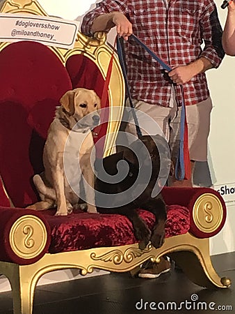 Milo and Honey celebrity dogs Editorial Stock Photo