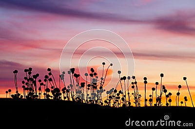 Milticolored sunset with thistles in foreground Stock Photo