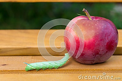 Mimas tiliae big caterpillar next to red apple Stock Photo