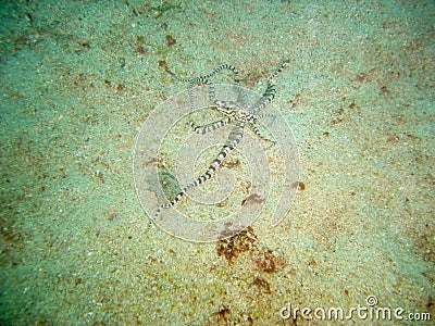 Mimic Octopus (Thaumoctopus Mimicus) in the filipino sea 7.12.2012 Stock Photo