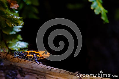 Mimic Poison Frog, orange black blue Stock Photo