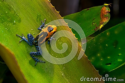 Mimic Poison Frog or poison arrow frog Stock Photo