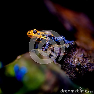 Mimic Poison Frog or poison arrow frog Stock Photo