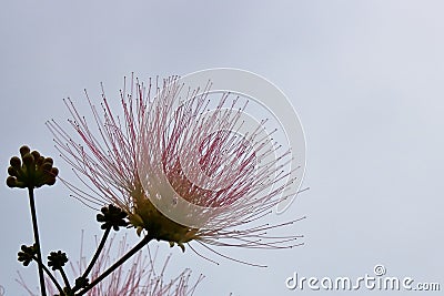Mimosa blooms against the Stock Photo