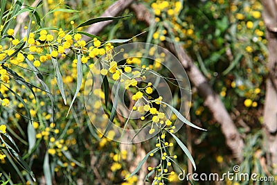 Mimosa blooms in a city park in Israel Stock Photo