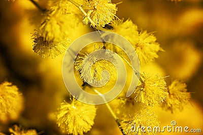 Mimosa Blooms Stock Photo