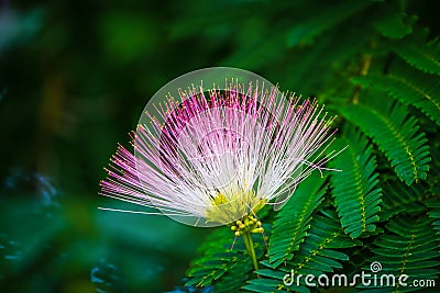 Mimosa blossom nestled in green leaves - closeup and room for copy - beautiful pink and yellow flower Stock Photo