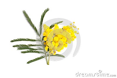 Mimosa branch Stock Photo