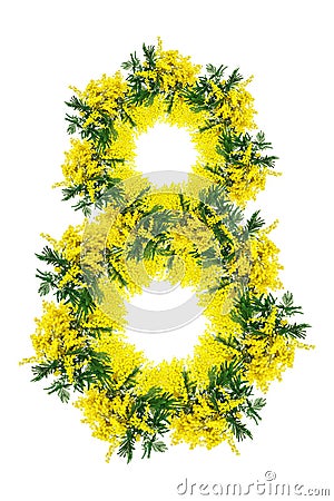 Mimosa flower blossom isolated on white background. Number eight. 8th March. Greeting card frame template. Soft toned Stock Photo