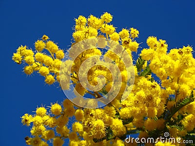 Mimosa flowers Stock Photo