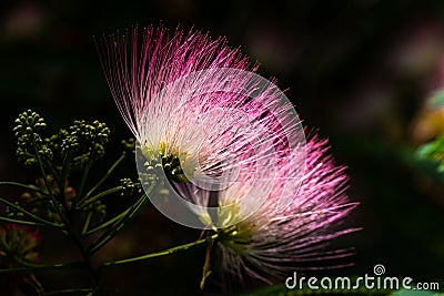 Mimosa Flowers Blooming Stock Photo