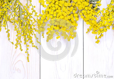 Mimosa flowers branch. Acacia derwentii with yellow flowers Stock Photo
