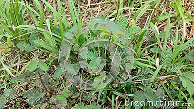 Mimosa pudica in the bush Stock Photo