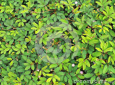 Mimosa pudica Stock Photo