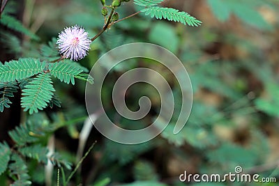 Sensitive Plant pink Mimosa flower in summer Stock Photo