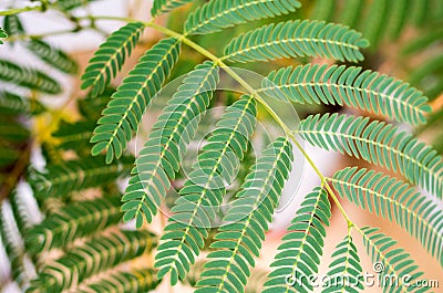 Mimosa Mimosa Pudica top-down composition. Decorative fern. Green leaves of young mimosa palm. Decorative blossom, green Stock Photo
