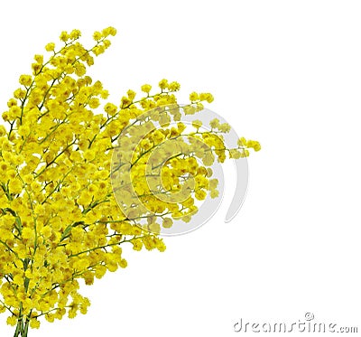 Mimosa silver wattle branch isolated on white Stock Photo
