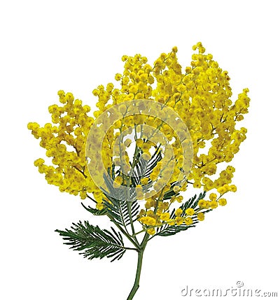 Mimosa silver wattle branch isolated on white background Stock Photo