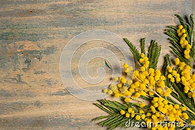 Mimosa silver wattle branch on wood background Stock Photo