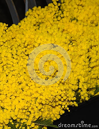 Mimosa silver wattle flowers bouquet Stock Photo