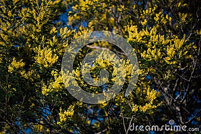 Mimosa trees with yellow flowers, Tanneron, France Stock Photo