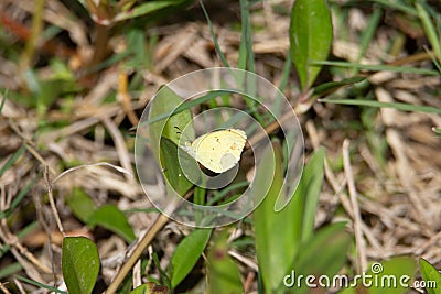 Mimosa Yellow (Pyrisitia nise) butterfly Stock Photo