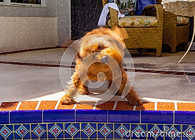 Minature Golden Doodle shaking water off after swimming in the salt water pool Stock Photo