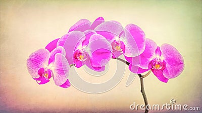 Minature Orchid Spray Stock Photo