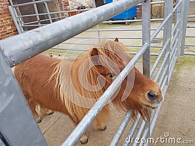 Minature pony waiting for his feeding time. Stock Photo