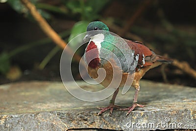 Mindanao bleeding-heart Stock Photo