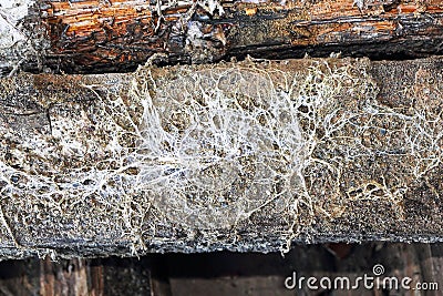 Mine fungus mycelium on old beam Stock Photo