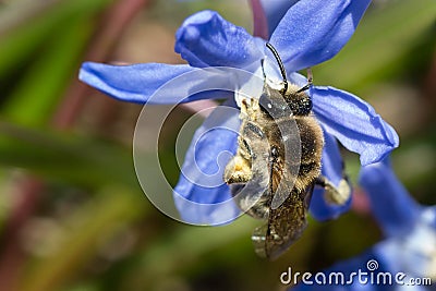 Unequal Cellophane Bee - Colletes inaequalis Stock Photo