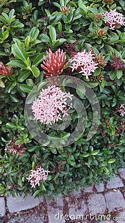 Mini Ashoka ornamental plants that are blooming Stock Photo
