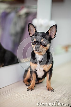 Mini black beige white chihuahua. black brown white chihuahua. A pet is sitting at home Stock Photo