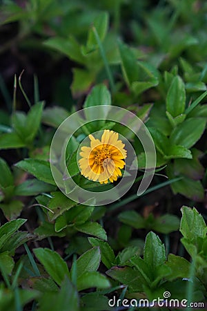 Mini 'bunga matahari' sunflower in Indonesia or tropical country bloom in the sunny day Stock Photo