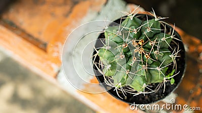 Mini cactus in home garden Stock Photo
