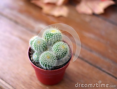 Mini Cactus Nature Time Stock Photo