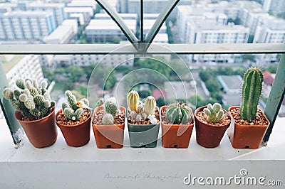 Mini Cactus Editorial Stock Photo