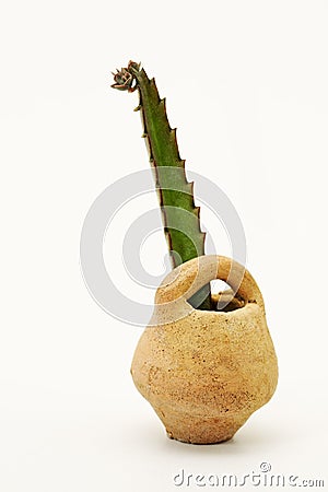 Mini cactus on the vase Stock Photo