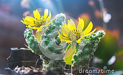 Mini cactus whit yellow flowers Stock Photo