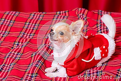 A mini chihuahua dog in Santa`s clothes lies on a red checkered blanket. Long-haired chihuahua Stock Photo