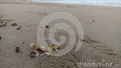 Mini Crab sand Stock Photo
