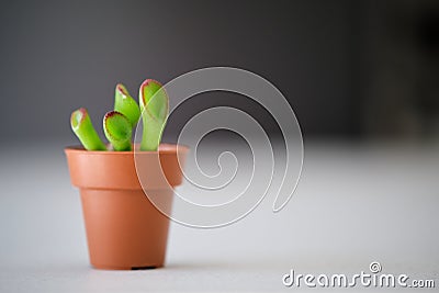 Mini Crassula ovata gollum. Unusual plant with tubular, trumpet shaped leaves. Stock Photo