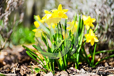 Mini dafodill in bloom, spring is here Stock Photo