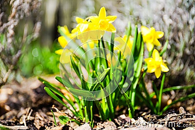 Mini dafodill in bloom, spring is here Stock Photo